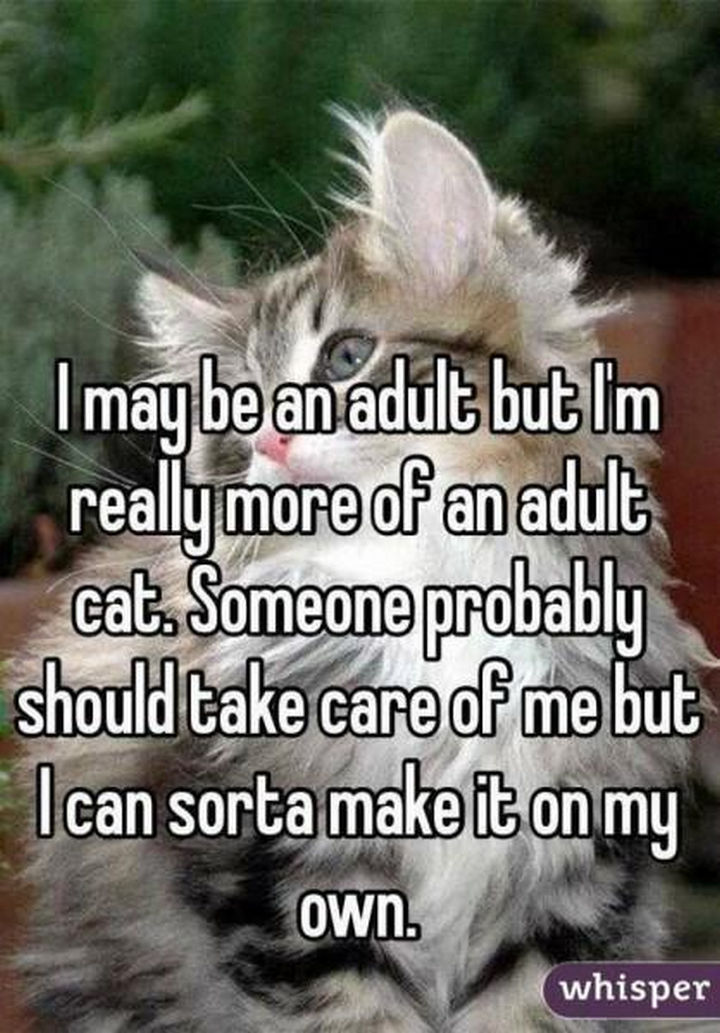23-Funny-Adult-Quotes-Youll-Relate-If-You-Think-Adulting-Isnt-Easy-05.jpg
