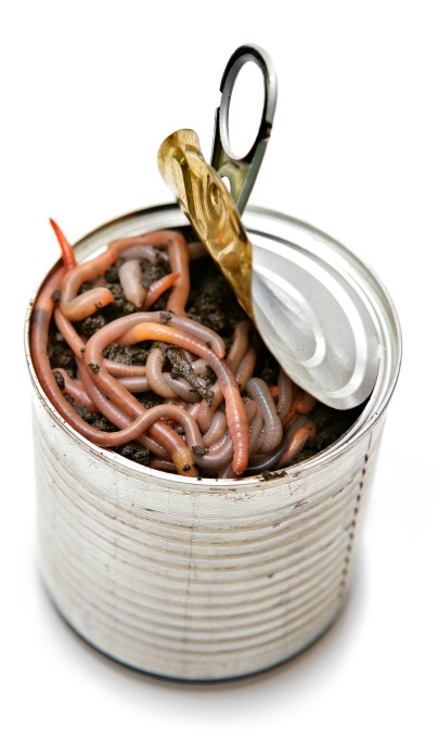 can-of-worms1 (1).jpg