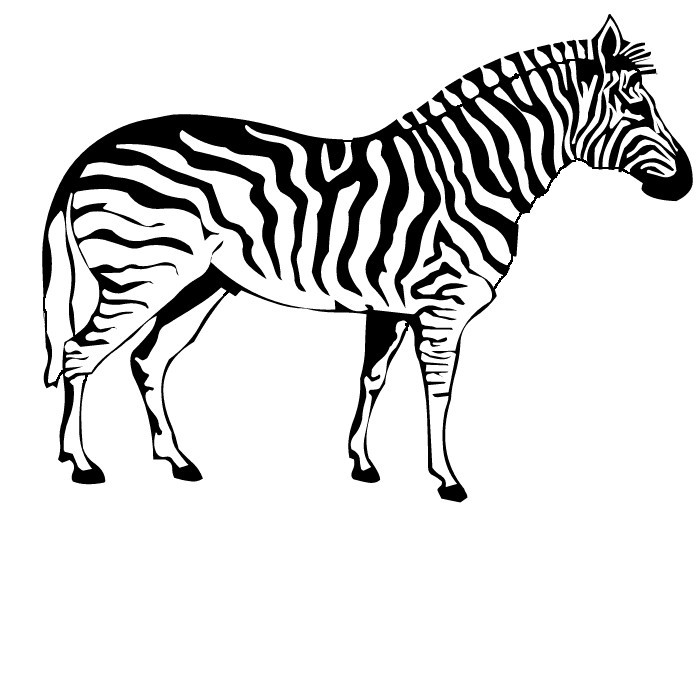 zebra.jpg