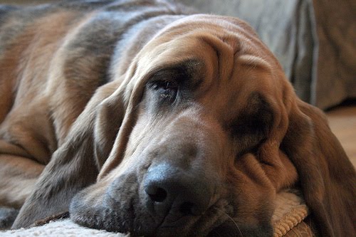 bloodhound-sleeping.jpg