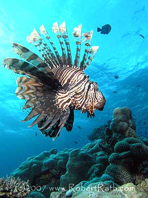 P7140217_300x400_LionFish.jpg