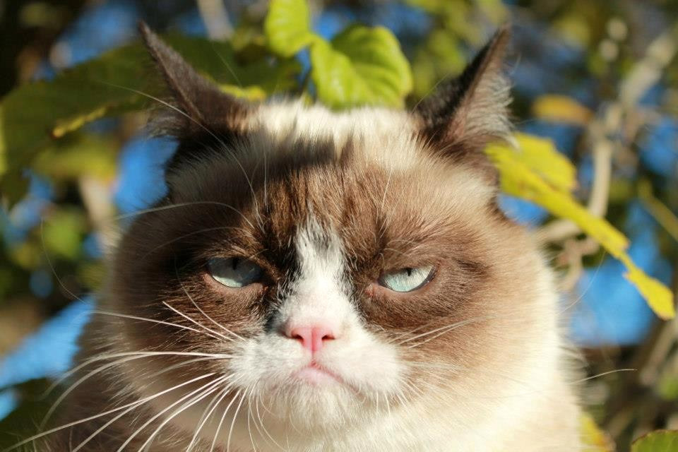 grumpy-cat-says-no.jpg