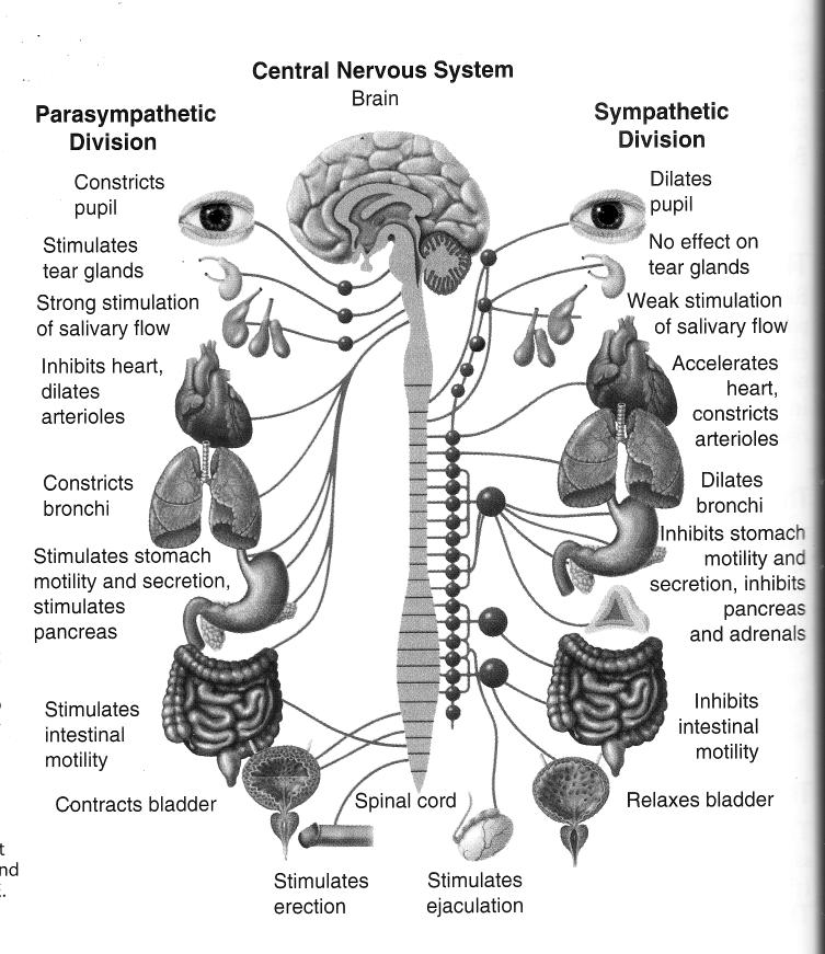 sympathetic-parasympathetic.jpg