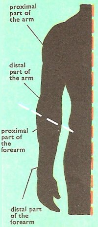 proximal_and_distal.jpg