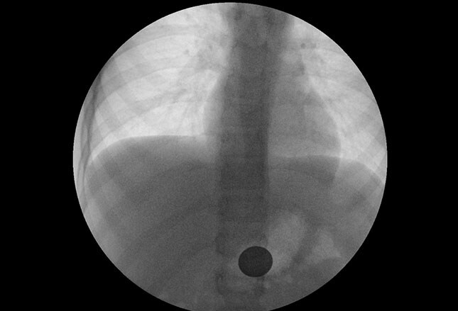 fig6.jpg