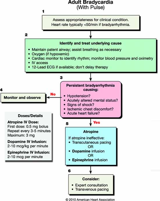 what-is-the-treatment-for-bradycardia-proquestyamaha-web-fc2