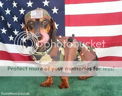 patrioticdog.jpg