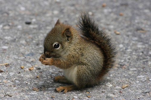 baby-squirrel.jpg