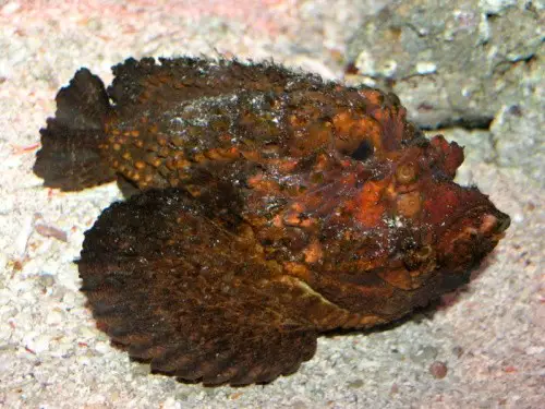 w_stonefish.jpg