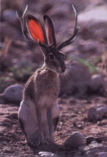 Jackalope+2.jpg