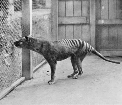 thylacinehobart1933.jpg