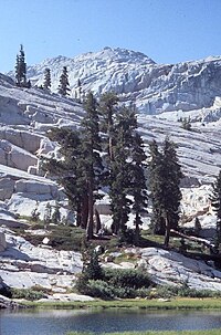 200px-Mountain_Hemlock.jpg