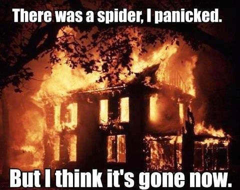 there_was_a_spider_i_panicked-164083.jpg