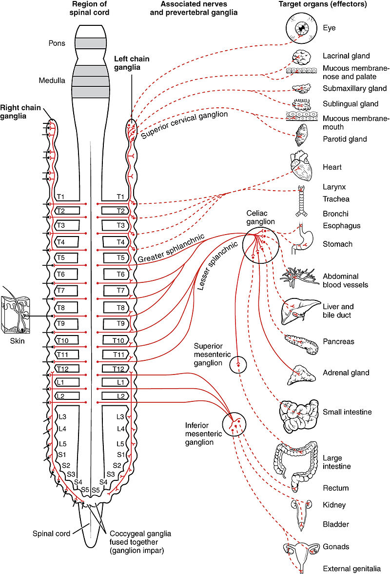 800px-1501_Connections_of_the_Sympathetic_Nervous_System.jpg